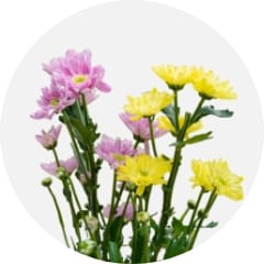 花き